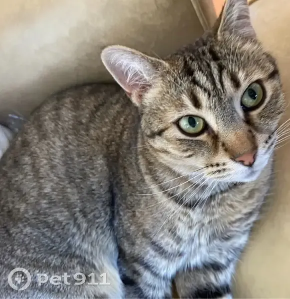 Lost male cat, Academy Street, Lithgow - grey tabby - photo