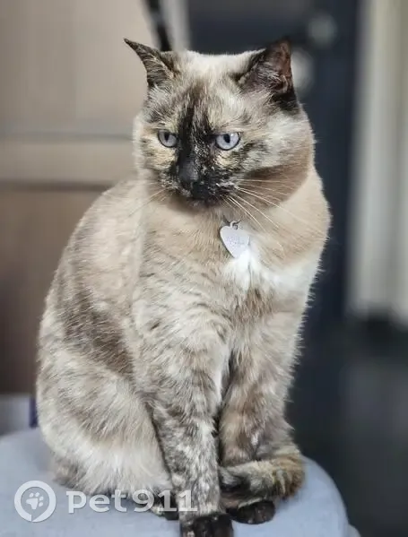 Chat perdu, Rue Turgot, Lille - femelle tachetée - photo