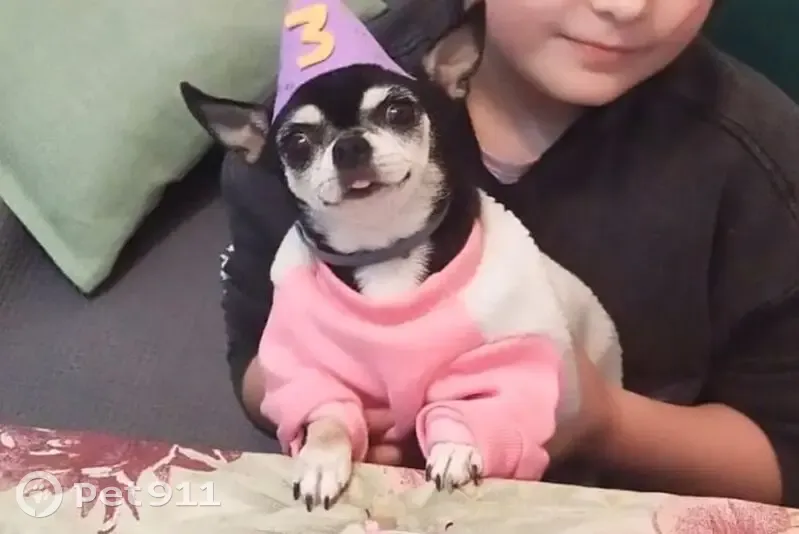 Perdido perro hembra, Calle Agustín Ródenas, 6, Jaén - chihuahua negra y carita blanca - photo