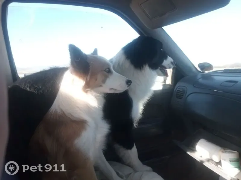 Lost female dog, Graaff-Reinet - brown and white sheepdog with black eyeliner - photo