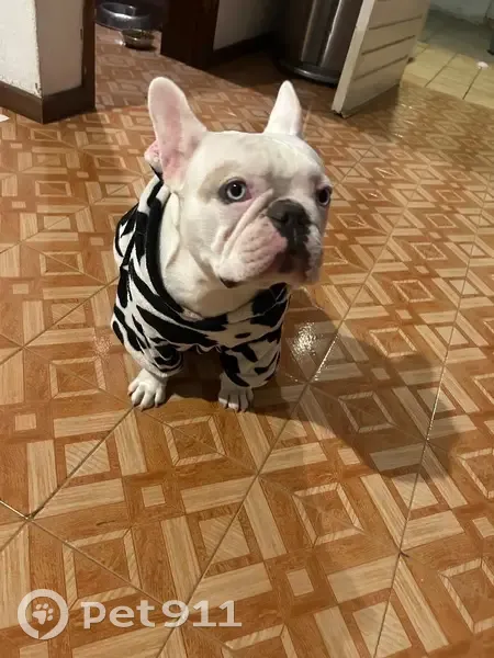 Perdido perro hembra, Boulevard Bugambilias, 2299, Zapopan - bulldog francés blanca con ojos azules - photo