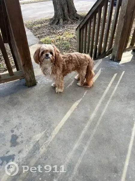Lost male dog, Louisville, Kentucky - tan and white with a lot of hair - photo