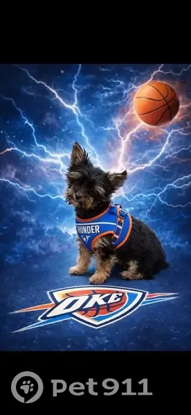 Lost male dog, Southeast 51st Street, Oklahoma City - black and tan Yorkie - photo