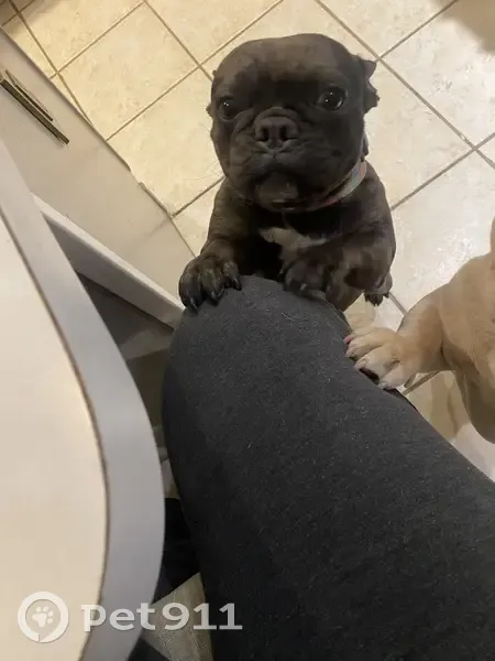 Lost dog, Central Expressway, McKinney - male, white and black French - photo