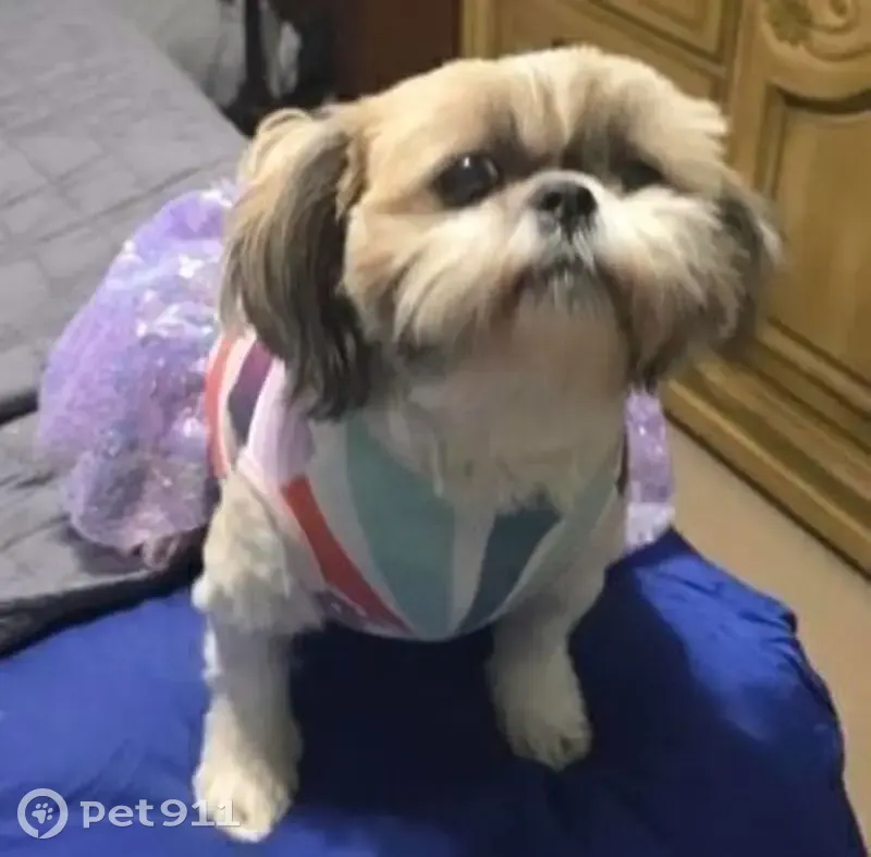 Lost Female Dog, Windswest Court, Oklahoma City - white and apricot with pink collar - photo