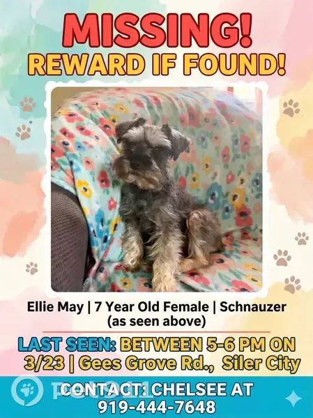 Lost female dog, Gees Grove Road, 728, Siler City - silver and gray, wearing a tutu dress - photo