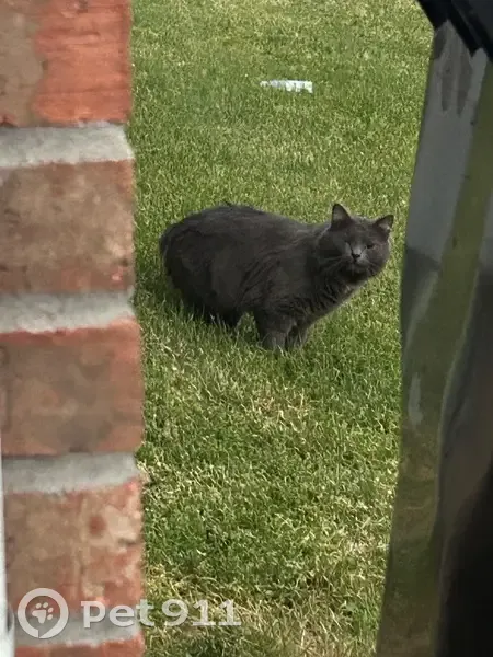Found cat, Lafayette Road, Clarksville - charcoal, very hungry - photo
