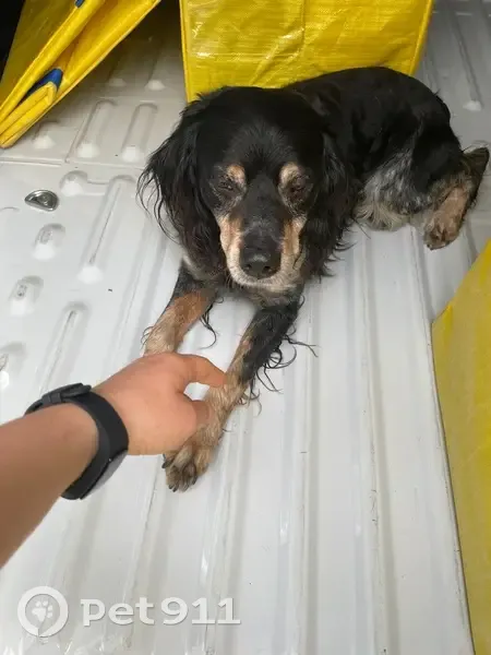 Trouvé Chien, Ambrières-les-Vallées, Clamart - sans collier ni tatouage - photo