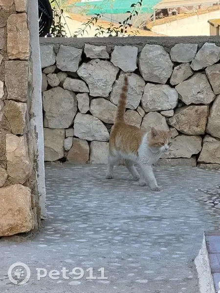 Encontrado gato, Calle Las Piteras, 9, Altea - blanco y amarillo - photo