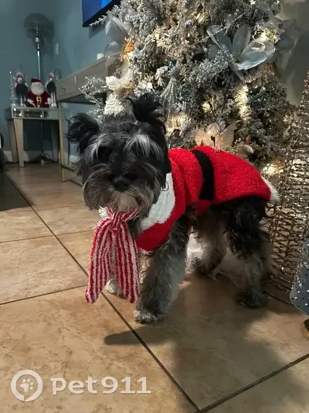 Lost female dog, Northwest 121st Street, 405, North Miami - schnauzer with black and gray hair - photo