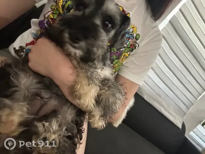 Lost female dog, Northwest 121st Street, 425, North Miami - schnauzer named Grey - photo