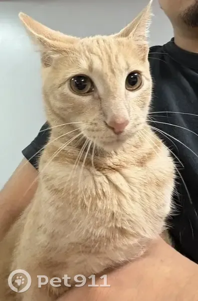 Lost male cat, Elton Street, 884, New York - orange with a bent tail - photo