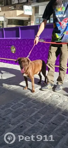 Encontrado perro macho, Calle de Catalina Mir Real, Jaén - se llama Flip - photo