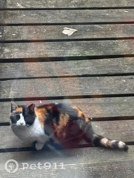 Found female cat, West Franklin Street, Richmond - calico with brown eyes - photo