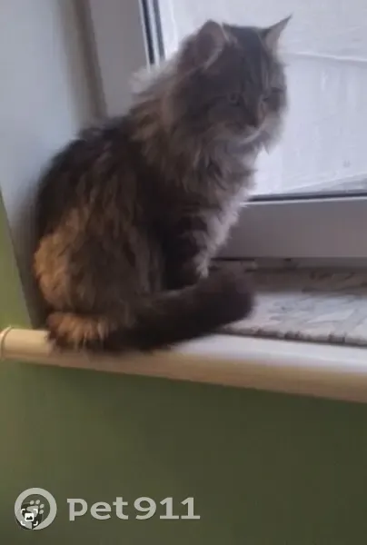 Зник кіт, Ружичнянський провулок, Хмельницький - сірий, тігристий, довгошерстний - photo