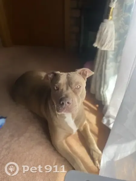 Lost female dog, Waterloo Corner, Adelaide - photo