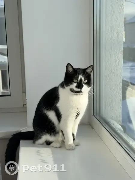 Зникла кішка, Гатне, Київська область - чорно біла, боязка - photo