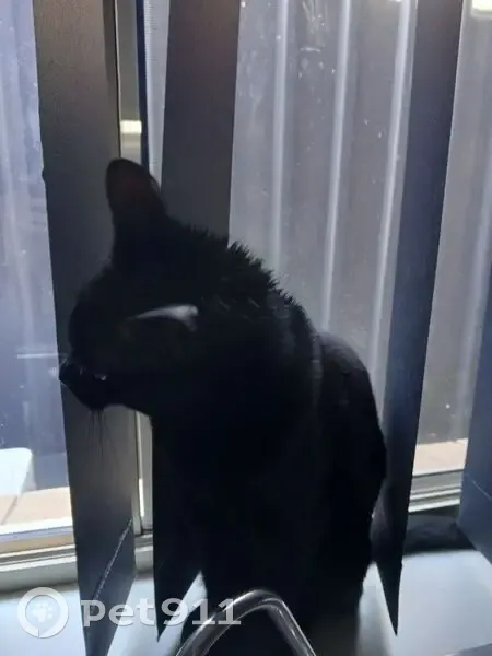 Lost female cat, Hawick Avenue, Playford - black short-haired - photo