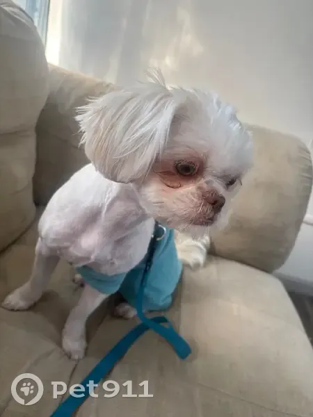 Missing dog Female, Hebron (usl533583) - photo