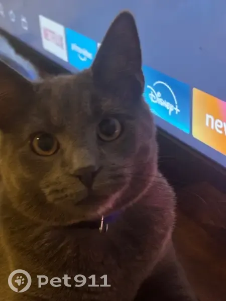 Lost male cat, Northwoods Drive, Smyrna - medium hair, all grey - photo