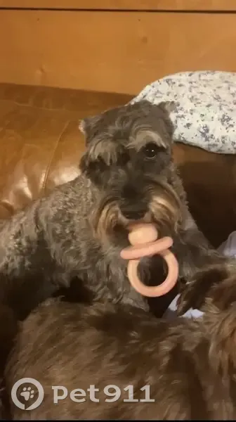 Lost dog, Jade Lane, 350, Rison - male schnauzer with camouflage collar - photo