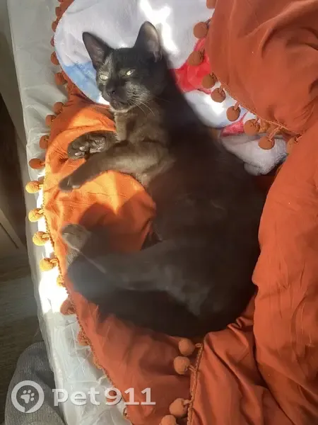 Lost male cat, Blades, Delaware - black short hair with cataracts - photo