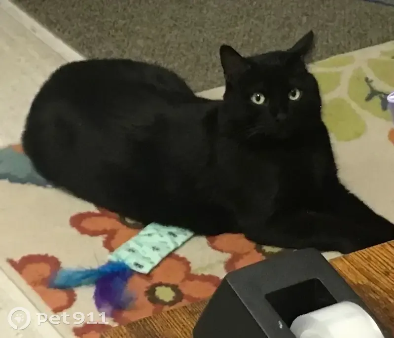 Lost male cat, Riley Ridge Road, Holland - totally black with light green eyes - photo