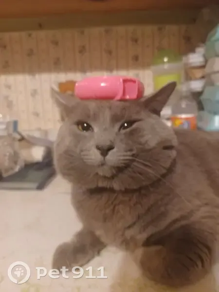 Lost male cat, Boston Road, Westford - photo