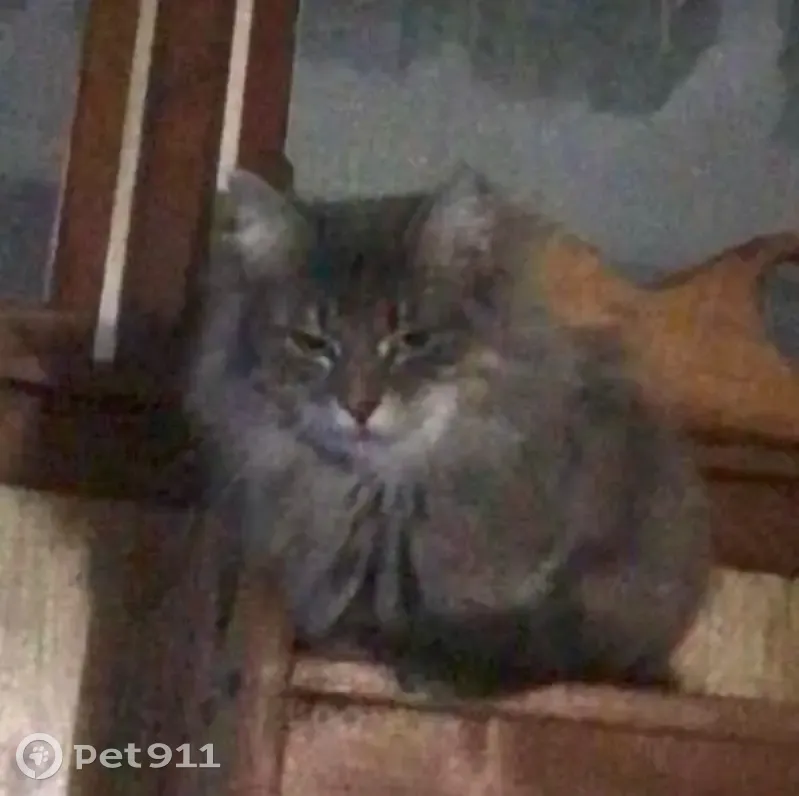Lost male cat, Blades, Delaware - long hair with allergies - photo