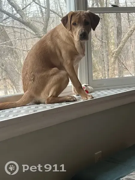 Lost male dog, Gehring Road, Rockville - champagne Lab with unique eyes - photo