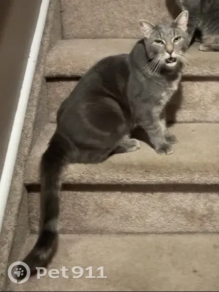 Lost male cat, Hobart Street, East Islip - dark grey with white belly - photo