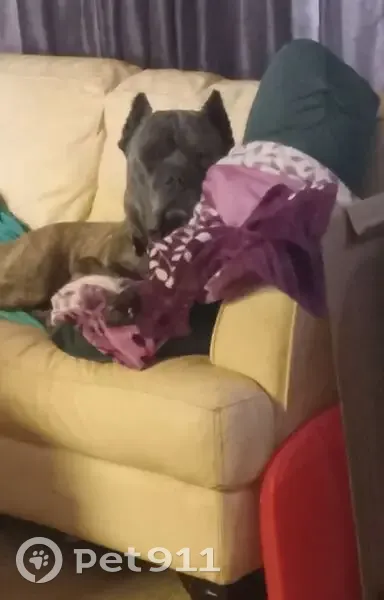 Lost male dog, Sunflower, 16600, Yukon - responds to Zeus - photo