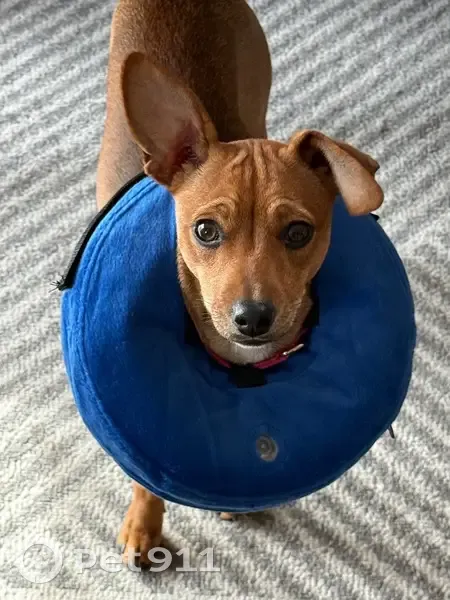 Lost female dog, Crescent Court, Willow Springs - tan all over - photo