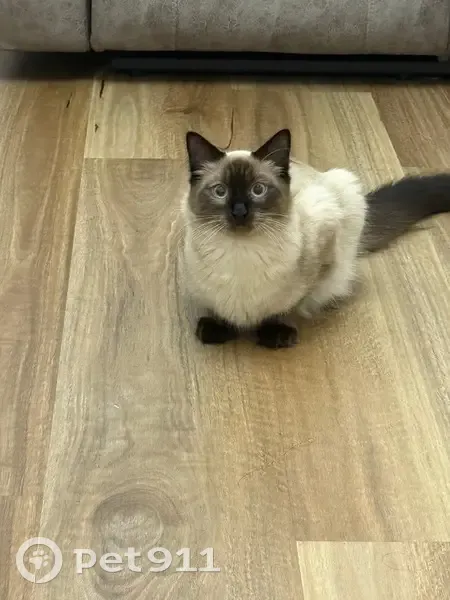 Lost male cat, Jocelyn Street, Auburn - photo