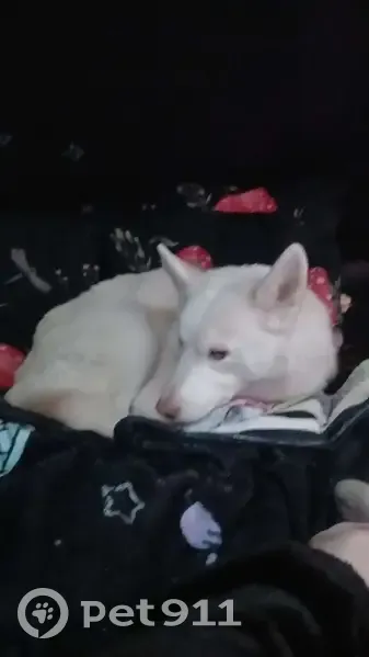 Lost Female Dog, Delmar Avenue, Granite City - red harness - photo