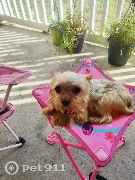 Lost female dog, Carroll Avenue, 635, Bay St. Louis - purple collar with Ariel tag - photo