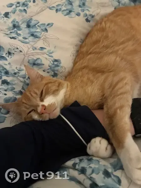 Lost male cat, 7800 South, 1735 W, West Jordan - orange mustache and white socks - photo