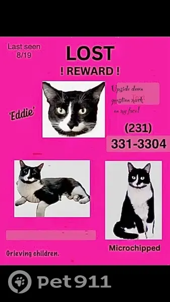 Missing cat Male, Muskegon (usl523152) - photo