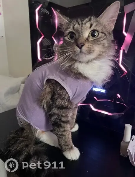 Lost female cat, Seaview Ave/Remsen Av, Brooklyn - medium haired tabby - photo