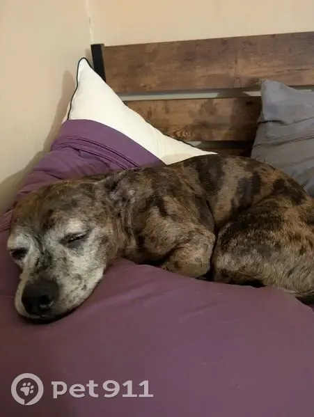 Lost male dog, Brooks McDaniel Road, Birmingham - brindle with grey face - photo