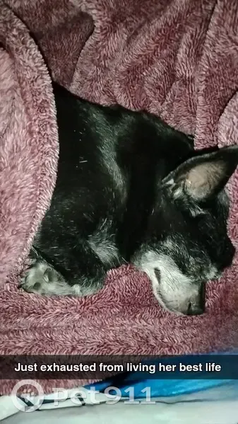 Lost dog, Golden Valley Road, Minneapolis - female chihuahua - photo