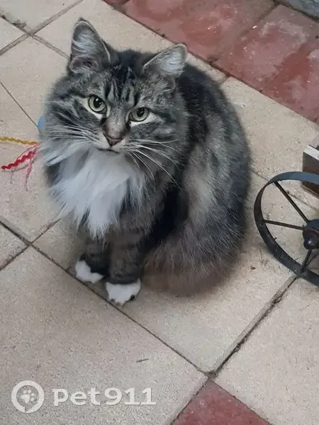 Lost female cat, Rolleston Avenue, Salisbury - tabbie grey bobtail - photo