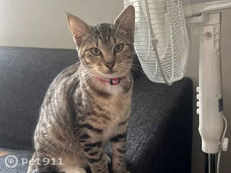 Found female cat, Milnerton Playhouse, Cape Town - unspayed and hungry - photo