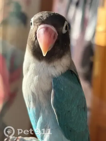 Perdido ave, Gata de Gorgos, Valencia - agapornis azul con negro - photo