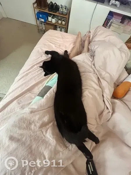 Lost male cat, Kallamurra Street, Marion - small scar near eye duct - photo