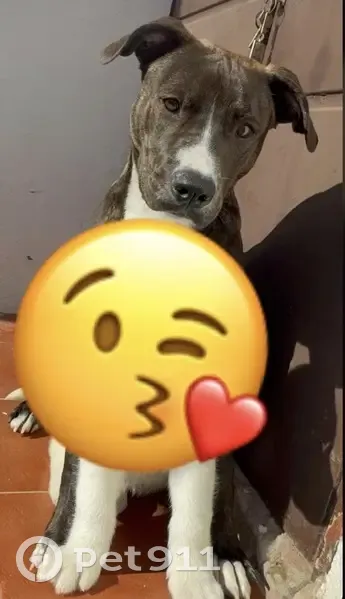 Perdido perro masculino, Calle Pintor Gonzalo de Bilbao, 1, Alcalá de Guadaíra - photo