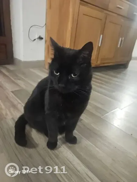 Perdu Chat, Laons, Centre-Val de Loire - mâle, 8 ans - photo