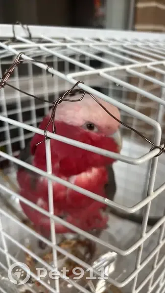 Found bird, Park Drive, Moonee Valley - very tame with an ankle ring - photo