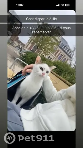 Perdu Chat, Rue de Lannoy, Lille - blanche avec taches marron - photo
