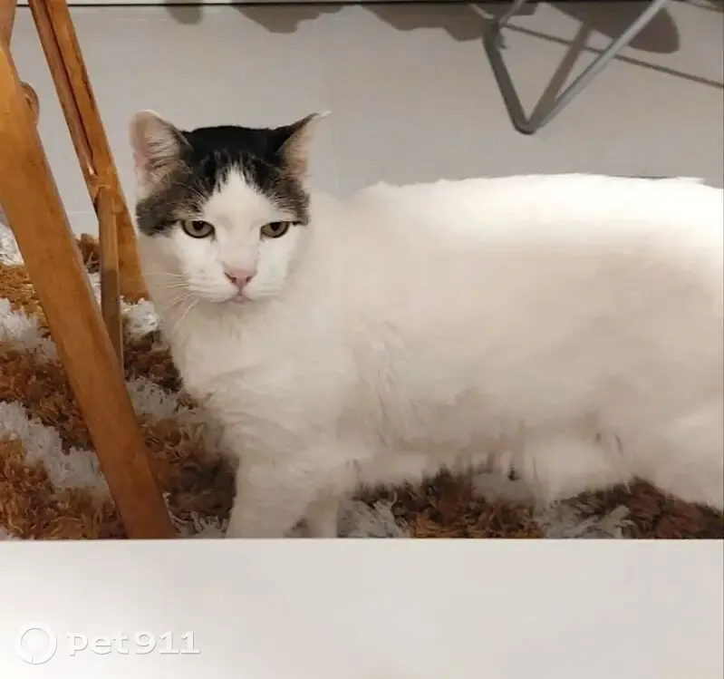 Perdido gato masculino, Carrero de Barbera, Badalona - blanco con manchas pardas - photo